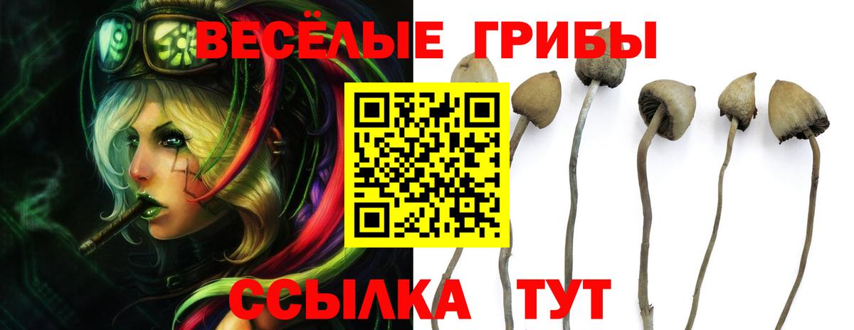 Псилоцибиновые грибы Psilocybe  Вход с VPN  Псилоцибиновые грибы Psilocybe  Заринск 
